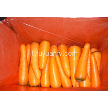 Nuovo raccolto carota fresca sana in vendita